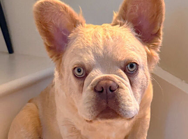 Fluffy/Puffy French Bulldog