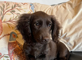Working Cocker x Longhair Dachshund Puppies
