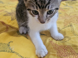 Male kitten