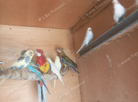 Rehoming services for any Aviary birds