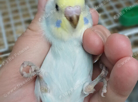 Baby budgies RESERVED
