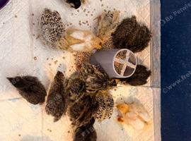 Coturnix quail chicks