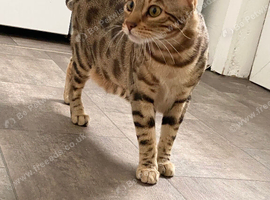 PURE BREED BENGAL FEMALE CAT