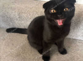 Scottish fold