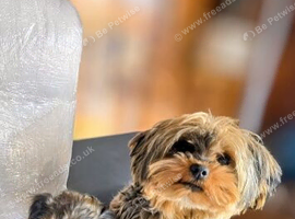 REAR COLOURED MERLE YORKIES