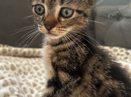 Beautiful Tabby Boy