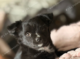 LAST BOY. Long haired chihuahua pups