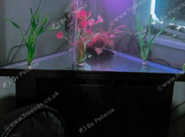 Corner fish tank need gone ASAP!