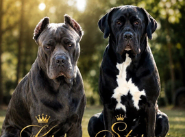 Exceptional cane corso puppies ️