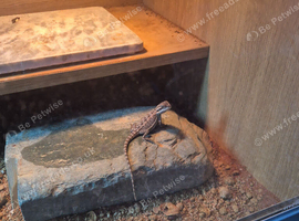 Baby bearded dragons