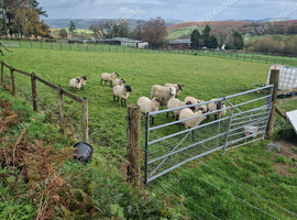 Sheep for sale