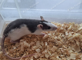 14 week famale ratties