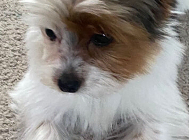 Yorkshire terrier brewier