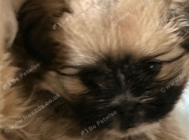 Shih Tzu xpom