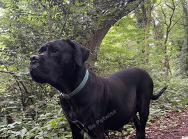 Outstanding ICCF Cane Corso Puppies &ndash; Health Tested & Home Raised