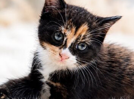 Kitten