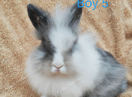 Double mane lionhead rabbits