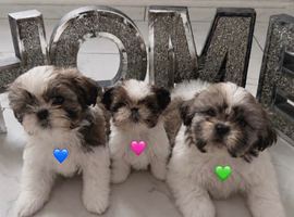 Tiny Shih Tzus Puppies