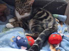 Have to rehome Milly