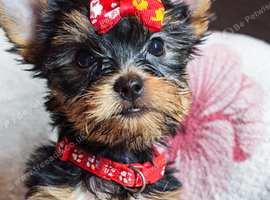 Beautiful Yorkies