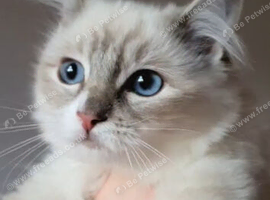 Stunning mink and traditional ragdoll kittens