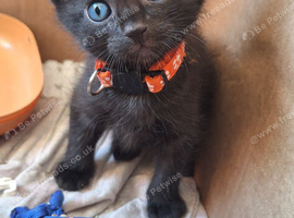Cute black kittens