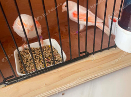 Red mosaic hens x2