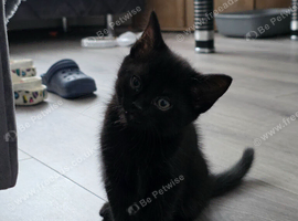 Black male kitten