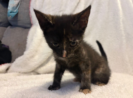 Female Kittens