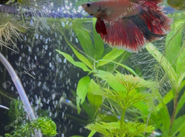 Male betta white Rim