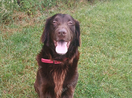 Stud dog Liver flat coated retriever for stud &pound;500 stud fee