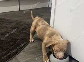 Pocket bully bitxh