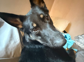 Male German shepherd