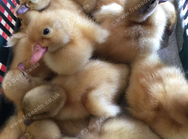Harlequin, Cayuga & Runner Ducklings, 8 days old