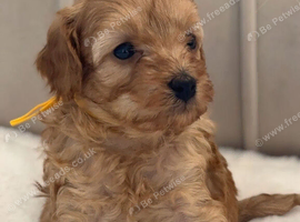 Gorgeous Cavapoo Puppies &ndash; Ready for Loving Forever Homes