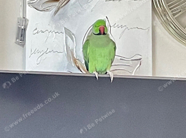 Indian ring neck male