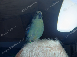 Kakarikis for sale