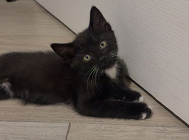 Female kitten