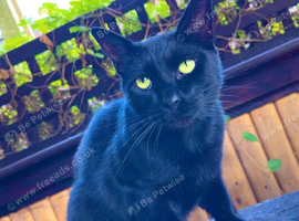 Cute Male Cat