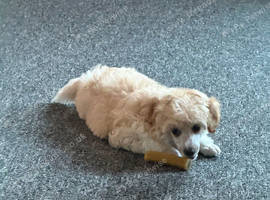 Maltese x havenese X poodle