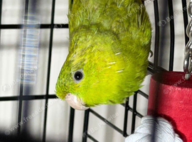 Baby parakeets