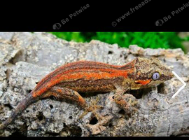 Red stripe gargoyle gecko pair