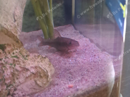 Garra rufa