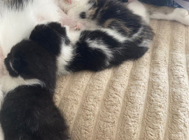 Kittens