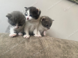Gorgeous kittens