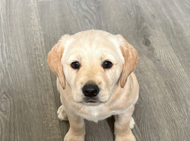 Beautiful little Winnie
