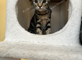 Female kitten