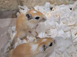 2 male baby gerbils!