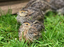 Coturnix quails