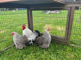 Trio of Pure Bred  Silver Partridge Pekin Bantams 12 months old